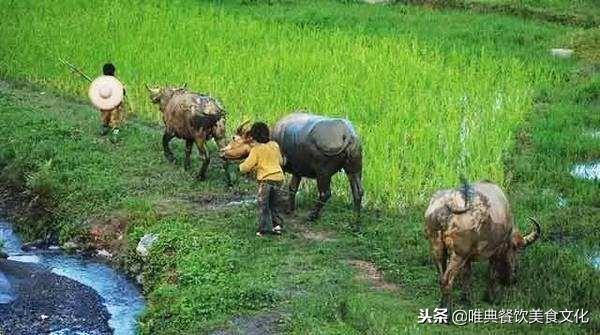 70、80的回忆：小时候吃的那些野果，你有吃过几种呢？