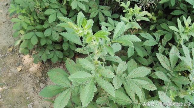 西安唯典小吃培训教您做野菜（廿四）龙芽草