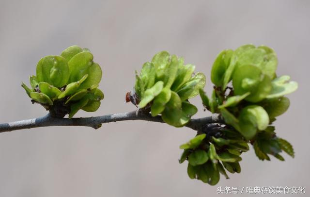 春天常见的野菜您知道多少？