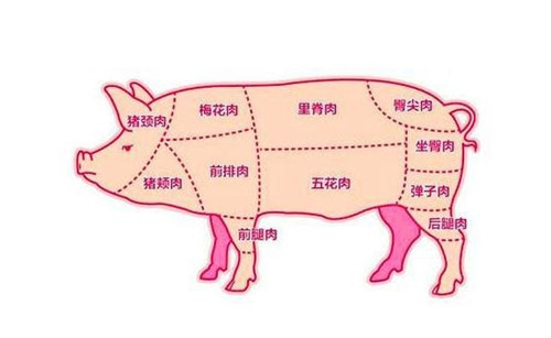 包饺子用猪肉哪个部位更好吃